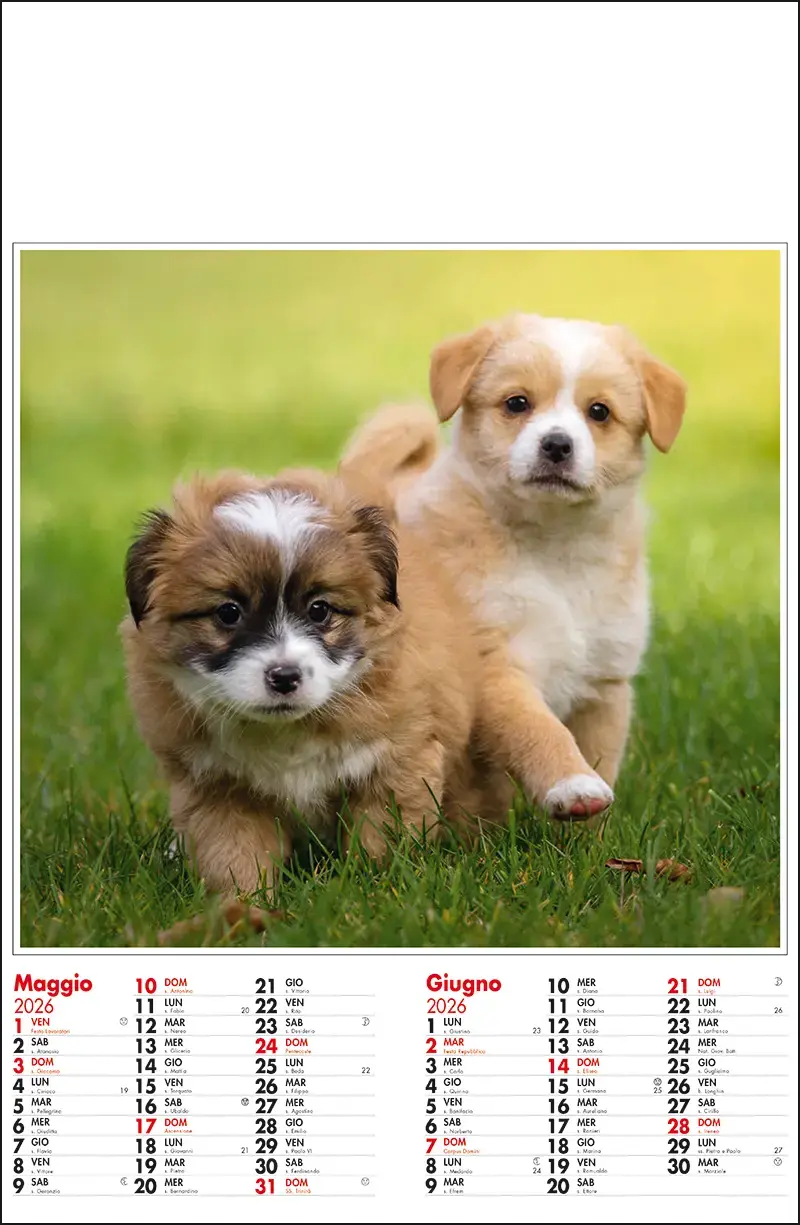 202_CaniGatti-3